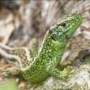 A sand lizard. The 65-mile long Serpent Trail across the South Downs has been upgraded and given a new lease of life by the National Park Authority. Picture: South Downs Park Authority