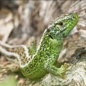 A sand lizard. The 65-mile long Serpent Trail across the South Downs has been upgraded and given a new lease of life by the National Park Authority. Picture: South Downs Park Authority