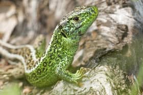A sand lizard. The 65-mile long Serpent Trail across the South Downs has been upgraded and given a new lease of life by the National Park Authority. Picture: South Downs Park Authority