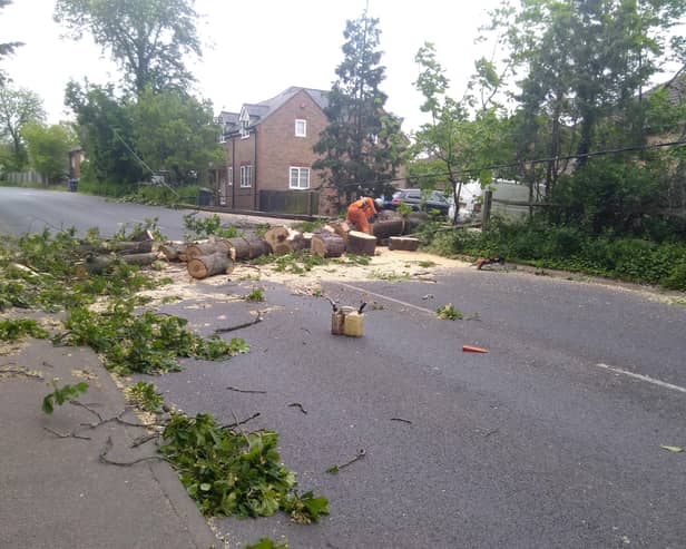 Fallen tree in London Road, Burgess Hill. Picture: Sylvia Knowles