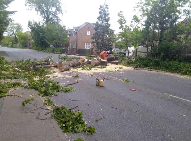 Fallen tree in London Road, Burgess Hill. Picture: Sylvia Knowles