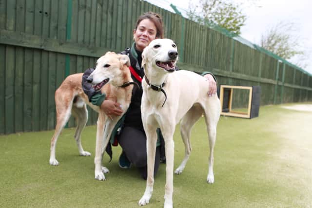 Meet adorable duo Banjo and Dixie, on the lookout for a
home together as a pair