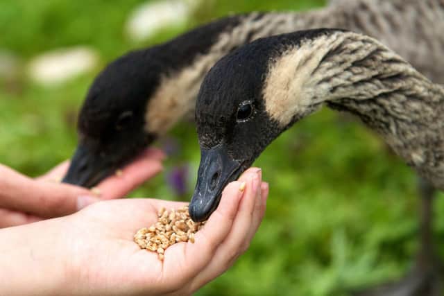 Hand-feeding nene geese at Arundel Wetland Centre