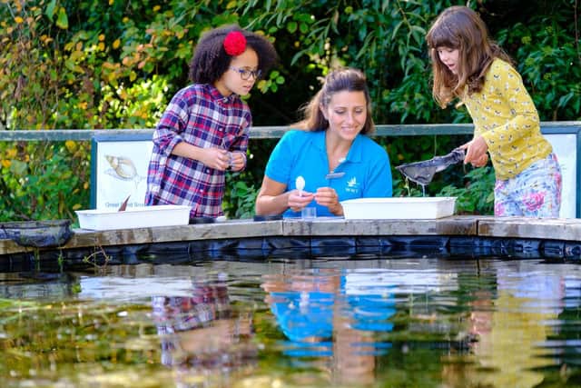 Pond dipping at Arundel Wetland Centre