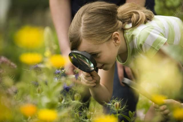 Bug hunts can keep your children entertained. Picture by the National Trust