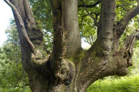 An ancient pollard oak  SUS-190426-161145001