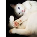 Blanco the cat SUS-210106-105339001