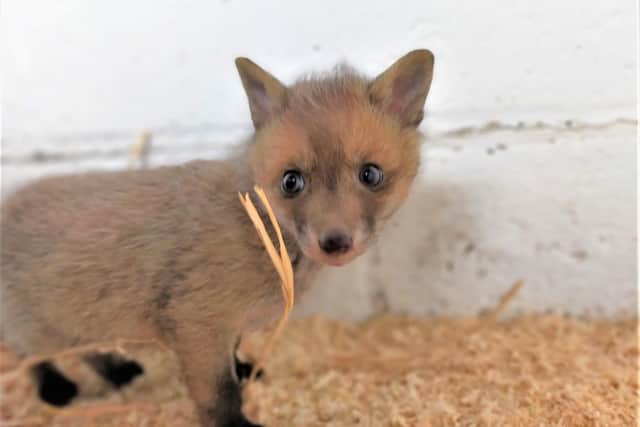 A fox cub in the care of Brent Lodge