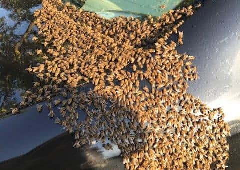 The swarm of bees found clinging to a car boot in Broadwater, Worthing