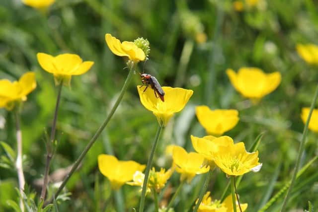 Longer grass means we should see bumper crops of buttercups and dandelions in Crawley. Picture by Derek Martin