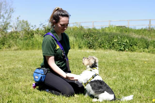 Charlie with Dogs Trust canine carer Alice Maltby