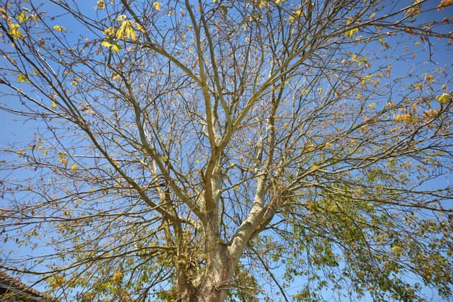 The photo shows how bare the tree in Dallington Close, Pebsham, is. According to local residents, the tree is usually full of leaves in June. (Pic taken 9/6/21) SUS-210906-151455001