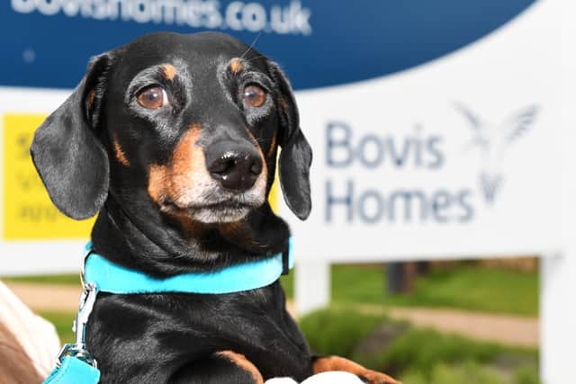 Spencer the sausage dog at Bovis Homes’ Yapton View development