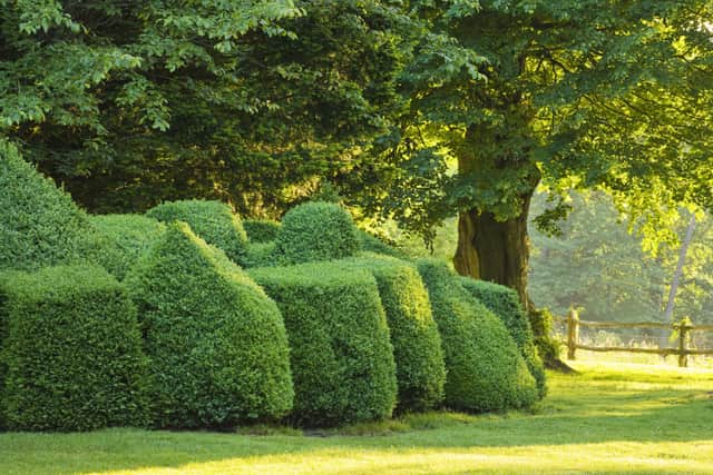 Topiary at Nymans was cared for by Alistair Buchanan. Photo: Clive Nicholls