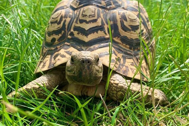 Sybil the tortoise
