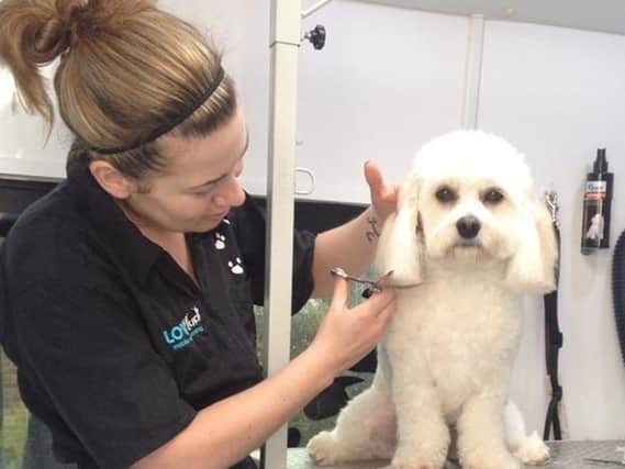 Caroline Donoghue at work as a dog groomer, doing what she loves