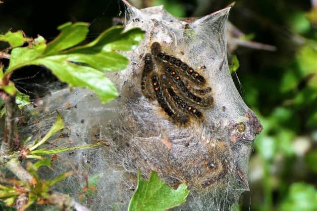 Browntail moth caterpillars SUS-210615-094809001