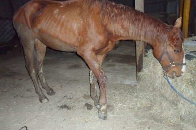 A young colt in poor condition