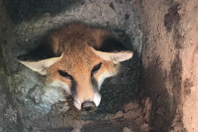 Wendy Bradmore and Keith Collins, of Littlehampton, found the stricken cub stuck in what appeared to be a large concrete base in their garden. Picture: RSPCA