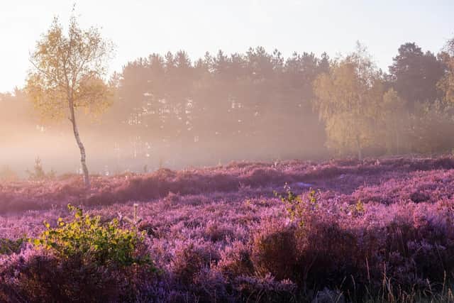 Stedham Common in the South Downs National Park, by Sam Moore