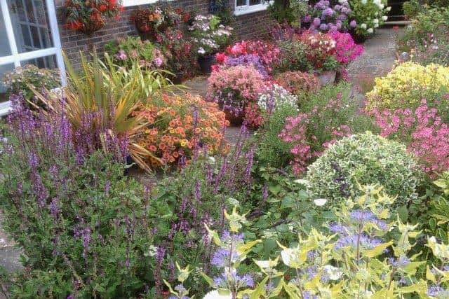 Steyning in Bloom has gathered a wonderful collection of gardens, small and large, some with specialist plants, some with great views of the Downs or Truleigh Hill