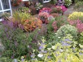 Steyning in Bloom has gathered a wonderful collection of gardens, small and large, some with specialist plants, some with great views of the Downs or Truleigh Hill
