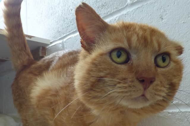 Milo is looking for a new home with Worthing Cat Welfare Trust