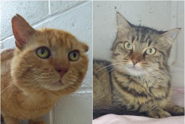 Milo and Lacey are looking for new homes with Worthing Cat Welfare Trust