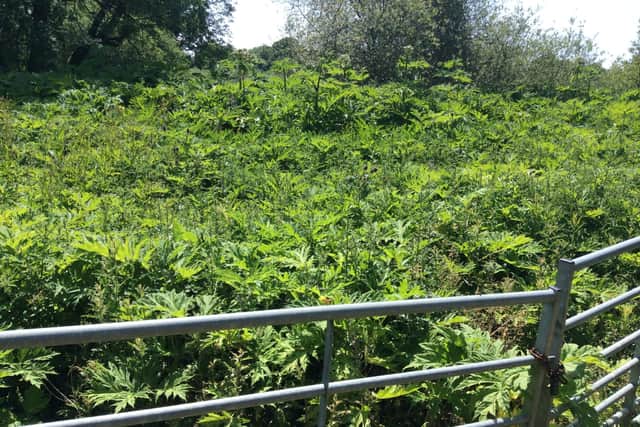 Giant Hogweed - dubbed Britain's most dangerous plant - in Station Road, Warnham