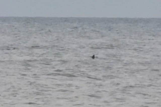 Was this a shark off the coast of Bexhill? SUS-210623-114239001