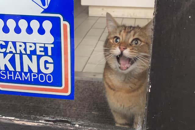 Cat Inca found herself locked inside a Hassocks dry cleaners. Photo: Harry Martin