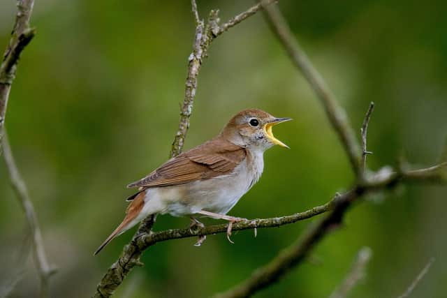 Development pressure threatens to cut off corridors for nature in Sussex which is lucky to have number of good nightingale spots including Woods Mill, Ebernoe Common, Pulborough Brooks, Pagham Harbour and Abbots Wood. Picture: Roger Wilmshurst_Sussex Wildlife Trust