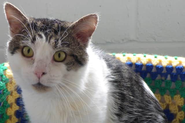 Mitch is looking for a new home with Worthing Cat Welfare Trust
