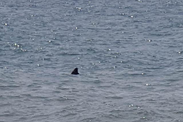 Tatjiana and Andrew spotted what they believe was a shark once they got out of the sea SUS-210625-121157001