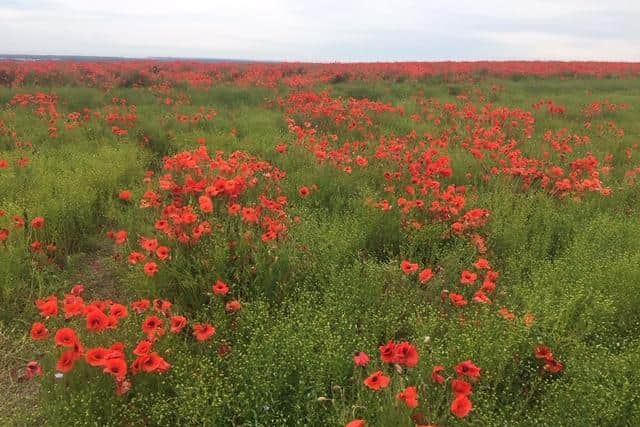 The poppies can be viewed from the public bridleway that runs along the top of the Downs
