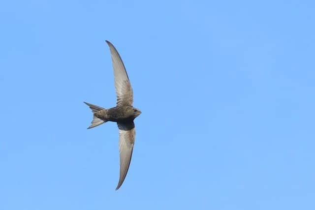 The incredible journeys swifts make are an inspiration to many people in Sussex. Picture: Ben Andrew / RSPB