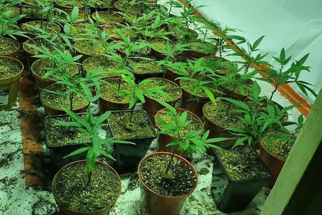 Cannabis plants seized by police. Picture from Sussex Police SUS-210630-101913001