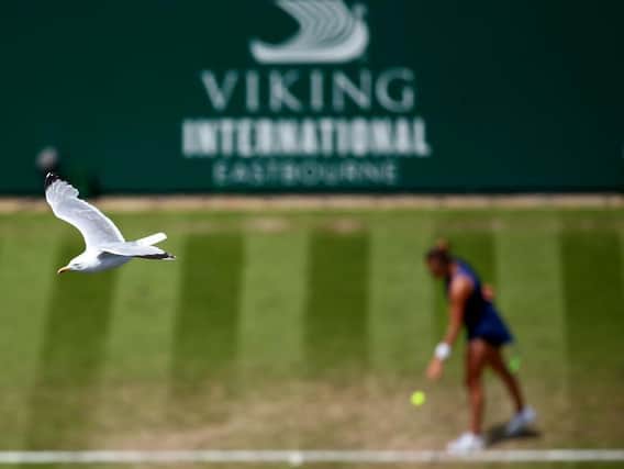 A seagull swoops in to see what all the fuss is about at Devonshire Park / Picture: Getty