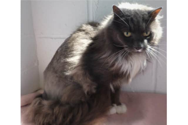 Socks is looking for a new home with Worthing Cat Welfare Trust
