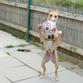 Staff at Dogs Trust Shoreham say this two-year-old has as much energy and stamina as our England squad and they all want to see it 'coming home' for Biggles