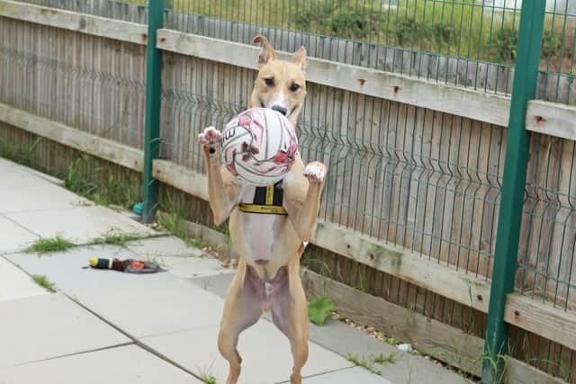 Staff at Dogs Trust Shoreham say this two-year-old has as much energy and stamina as our England squad and they all want to see it 'coming home' for Biggles