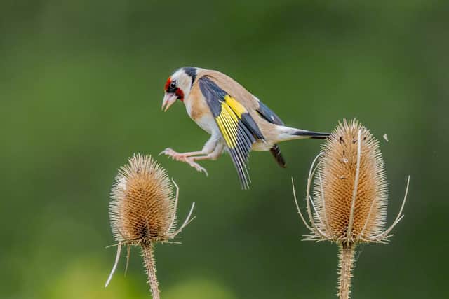 Goldfinch on Teasel by Mike Doyle SUS-210507-115437001