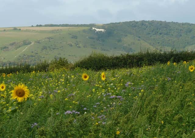 Wildflowers near Littlington by Alan Parks SUS-210507-115447001