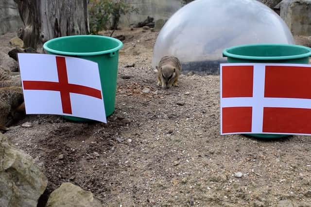 Drusillas Park's meerkats predicted the result of England's upcoming semi-final against Denmark. SUS-210607-115747001
