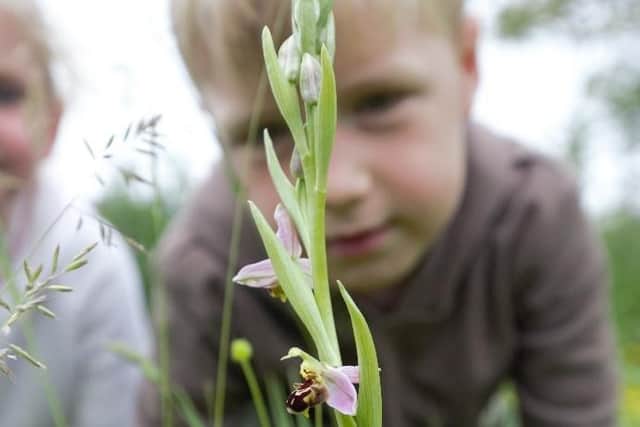 Pupils were able to have a really close-up look at  one of the most beautiful and well known of the native orchids in Britain
