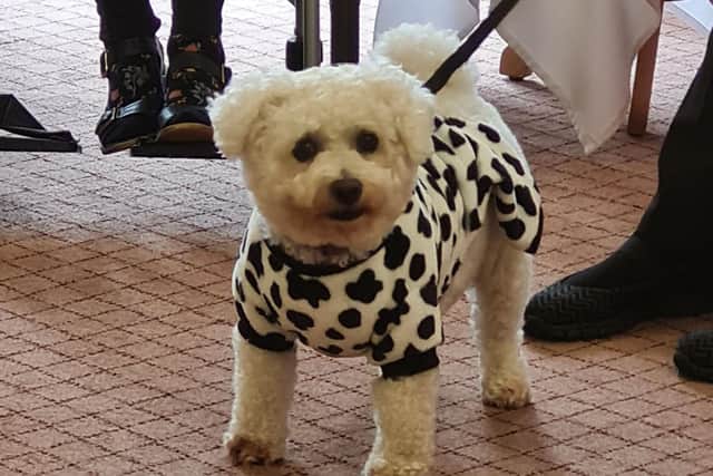 Alfie the dog, who lives at Wellington Grange, put in a special appearance at Kit Downing’s 101st birthday party dressed up in a Dalmatian-style coat