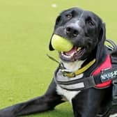 The Dogs Trust Shoreham rehoming centre hopes to find  a family with as much energy and enthusiasm as him