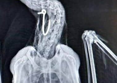 An x-ray of the hook stuck in the gull's beak. Picture from East Sussex WRAS.  SUS-210807-090723001