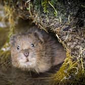 Water vole in South Downs by Dick Hawkes SUS-211207-091507001
