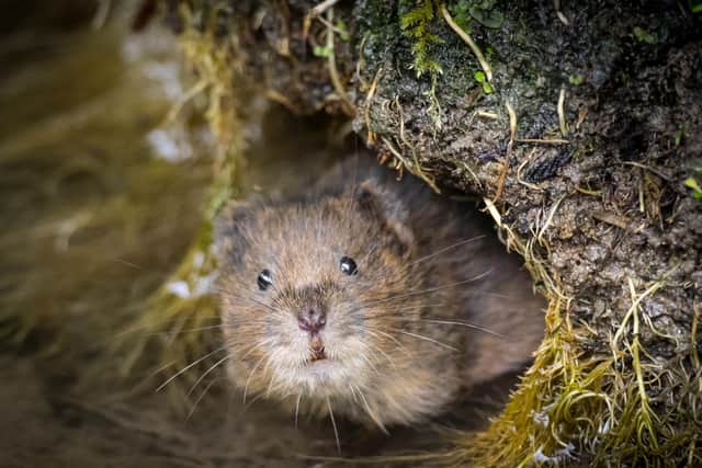 Water vole in South Downs by Dick Hawkes SUS-211207-091507001
